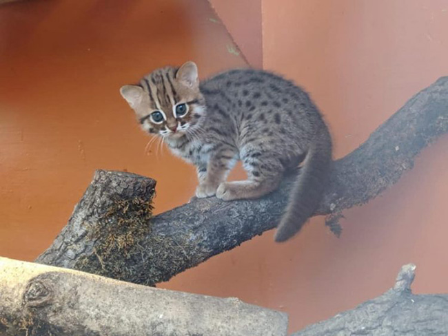 2 Anak Kucing Terkecil di Dunia Lahir, Memberi Harapan Pemulihan 