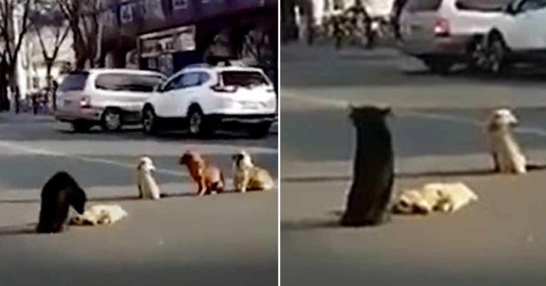4 Ekor Anjing Memblokir Jalan, Pengemudi Menyadari Mereka Melindungi Tubuh Temannya yang Tertabrak Mobil