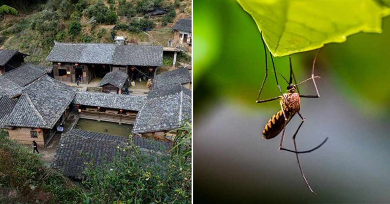 Misteri yang Tak Terpecahkan, Desa di Tiongkok yang Bebas dari Nyamuk