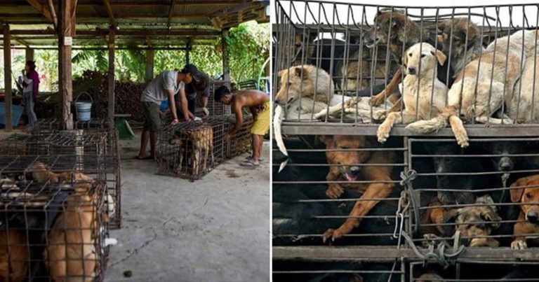 Di Negara Ini Konsumsi Daging Anjing dan Kucing Terus Meningkat Karena Keyakinan Bahwa Dagingnya Menyembuhkan Penyakit
