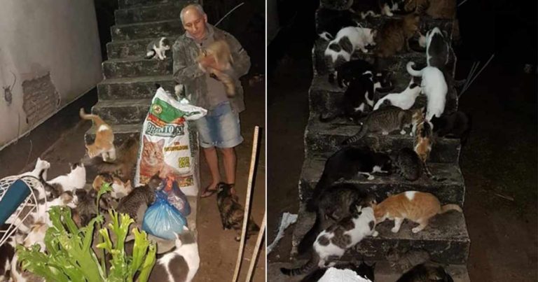 Dia Kehilangan Pekerjaanya, Dia meminta Bantuan untuk Memberi Makan 50 Kucingnya Karena Tidak Ingin Meninggalkan Mereka