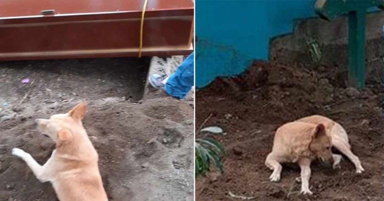Dia Tidak Mau Beranjak dari Sisi Peti Mati Pemiliknya yang Meninggal Hingga Sampai di Pemakaman