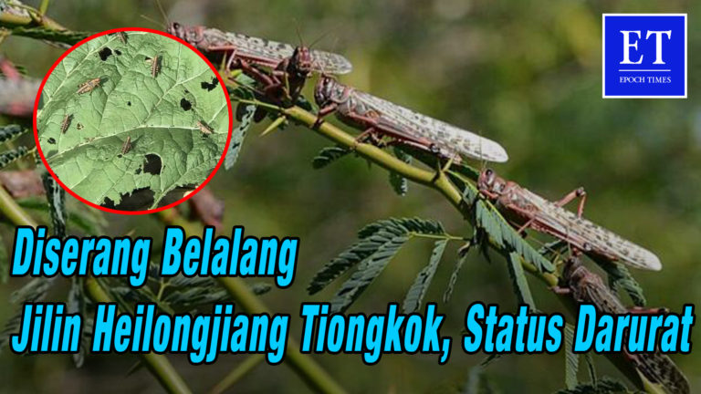 Diserang Belalang, Jilin Heilongjiang, Tiongkok Status Darurat