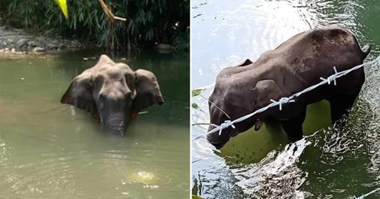 Gajah Hamil Mati di Sungai Setelah Makan Nanas yang Berisi Petasan Meledak