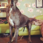 Great Dane Ini Adalah Anjing Tertinggi di Dunia 1