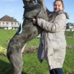 Great Dane Ini Adalah Anjing Tertinggi di Dunia 2