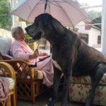 Great Dane Ini Adalah Anjing Tertinggi di Dunia 3