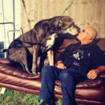 Great Dane Ini Adalah Anjing Tertinggi di Dunia 5