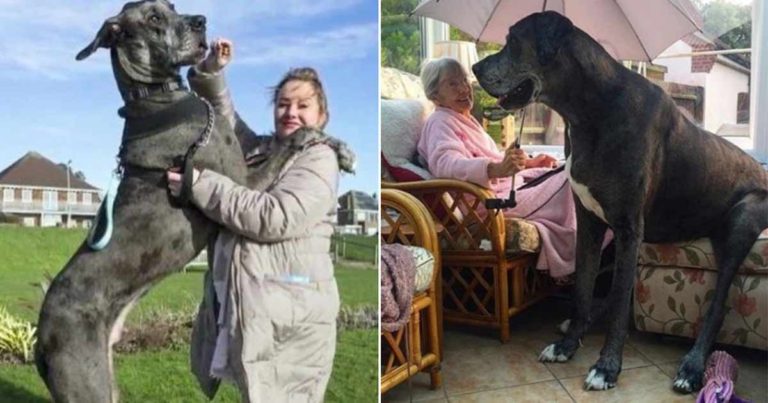 Great Dane Ini Adalah Anjing Tertinggi di Dunia