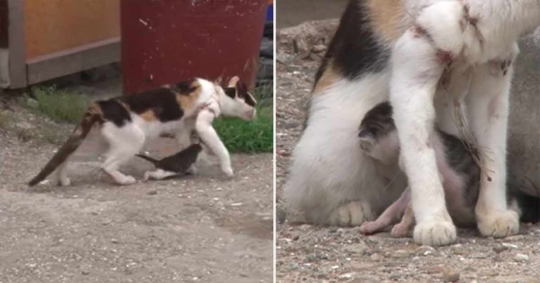 Induk Kucing Ini Selama Setahun Terjerat Jaring Ikan dan Bayinya Mengalami Nasib yang Sama