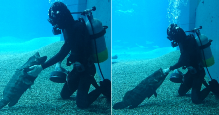 Ikan Kerapu Ini Meniru Perilaku Anjing Ketika Berada di Dekat Petugas yang Membersihkan Akuarium