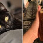 Kucing-Hitam-yang-Tidak-Bersalah-Berubah-Menjadi-Minuman-Ajaib