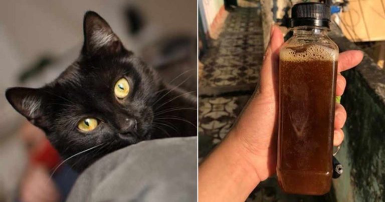 Kucing Hitam yang Tidak Bersalah Berubah Menjadi “Minuman Ajaib” yang Dijual sebagai Obat COVID-19