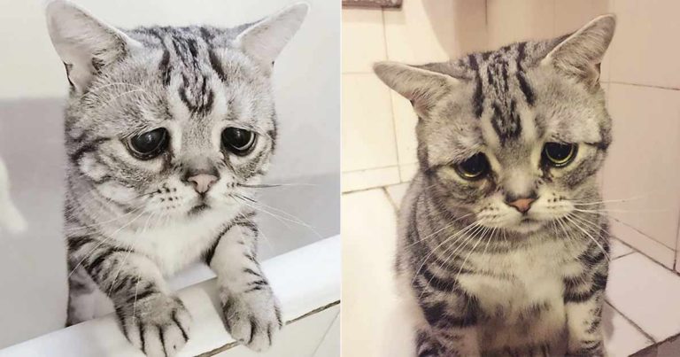 Mereka Berbagi Foto ‘Anak Kucing Paling Sedih di Dunia’ dan Kenyataan Itu Menyentuh Banyak Orang