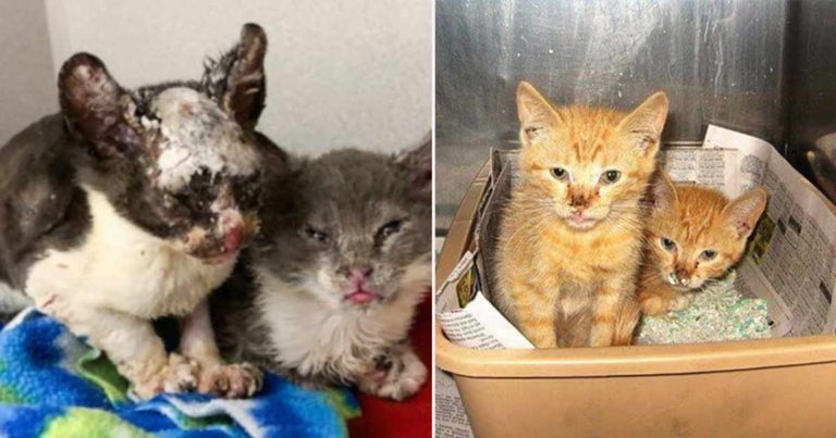 Mereka Berjuang untuk Menyelamatkan 9 Anak Kucing yang Hampir Mati dalam Kobaran Api