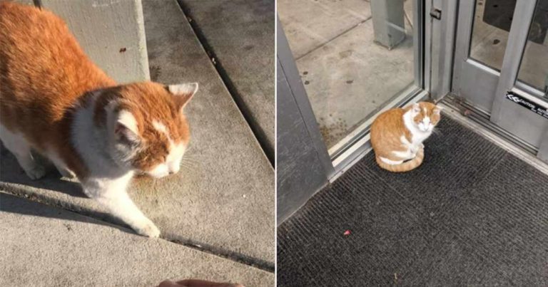 Mereka Menemukan Bahwa Kucing yang Selalu Menemani Pemiliknya ke Toko Telah Ditinggalkan
