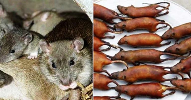 Mereka Menemukan Tikus yang Terinfeksi Virus Corona di Restoran Tempat Mereka Dijadikan Hidangan