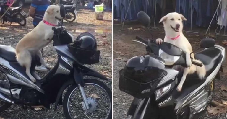 Mereka Merekam Anjing yang “Taat” Duduk di Sepeda Motor Pemiliknya Selama Berjam-jam, Sementara Pemiliknya Berbelanja