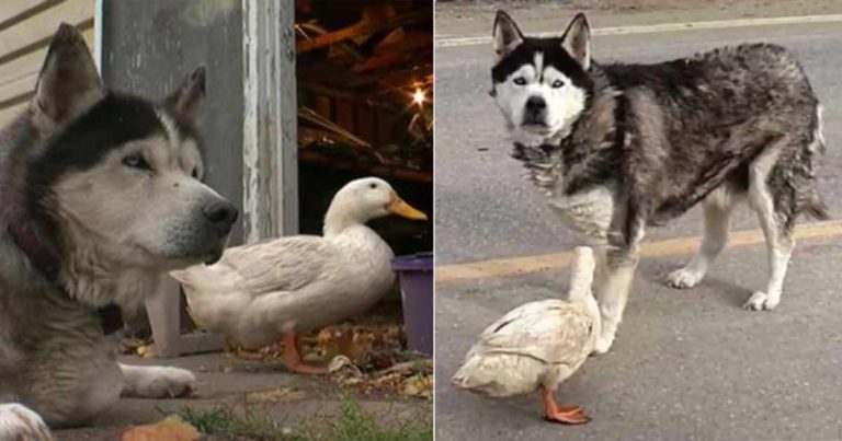 Mereka Merekam Anjing dan Bebek yang Tidak Bisa Melakukan Apa Pun Tanpa Kehadiran Salah Satunya