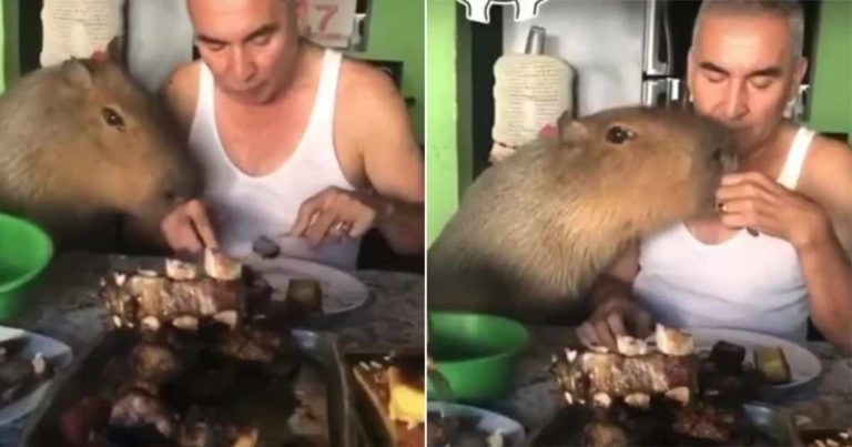 Mereka Merekam Hewan Pengerat Terbesar di Dunia yang Makan dari Piring yang Sama dengan Pemiliknya