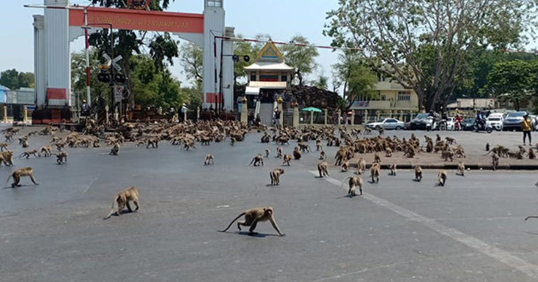 Orang-orang Dipaksa Bersembunyi dari Serangan Monyet yang Tinggal di Gedung Bioskop Kosong