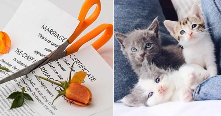 Pasangan di Singapura Bercerai Setelah Sang Istri Menjadi Terobsesi dengan Kucing