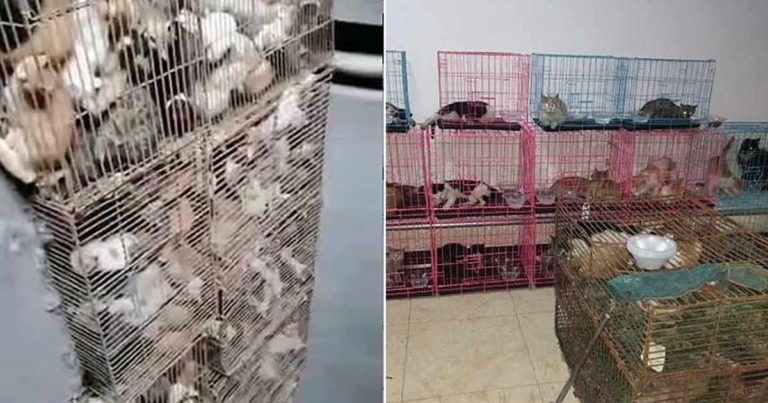 Ratusan Kucing Dijejalkan dalam Kandang Sempit dan Siap Disajikan di Piring Makan