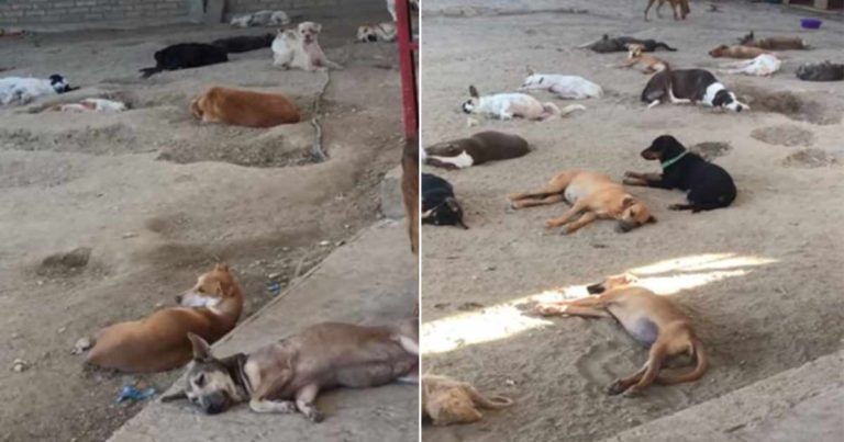 Rekaman Saat Puluhan Anjing Jatuh Tidur Karena Kelelahan Setelah Diselamatkan dari Jalanan
