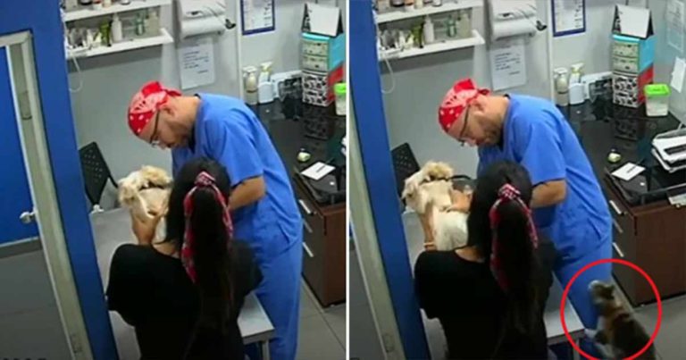 Seekor Kucing Mencoba ‘Membela’ Anjing yang Kesakitan di Tangan Dokter Hewan