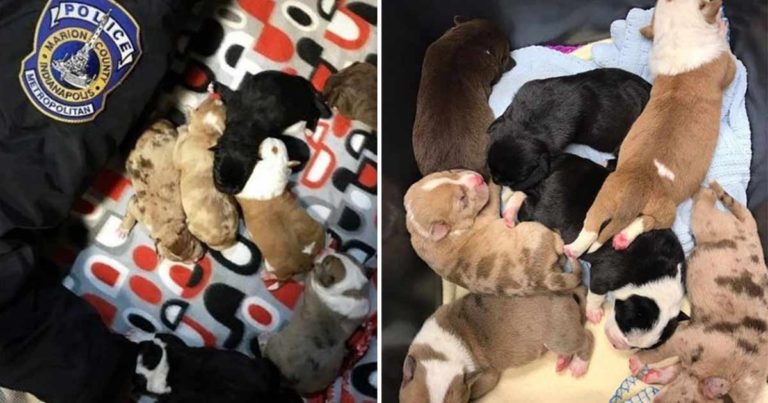 Seorang Polisi Rela Kedinginan demi Menyelamatkan 7 Anak Anjing yang Ditinggalkan di Tempat Pembuangan Sampah