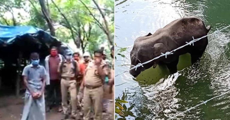 Seorang Pria Ditangkap Atas Kematian Gajah Hamil dalam Berita yang Menghebohkan, Dua Orang Masih Buron