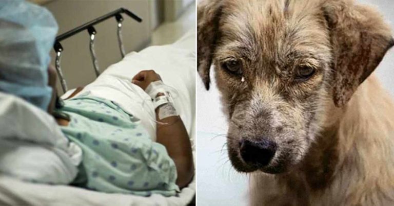 Wanita Ini Mendapat Karmanya Setelah Membeli Racun untuk Membunuh Anjing-anjing Liar