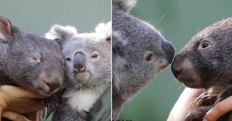 Wombat dan Koala Menjadi Pasangan Terbaik Setelah Berbagi Kandang Selama Isolasi