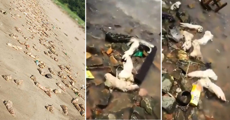 20 Ton Kaki dan Jeroan Babi Ditemukan Berserakan di Sebuah Pantai di Tiongkok