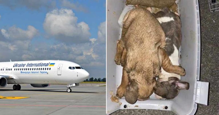 38 Anjing Tak Bernyawa Ditemukan di Pesawat