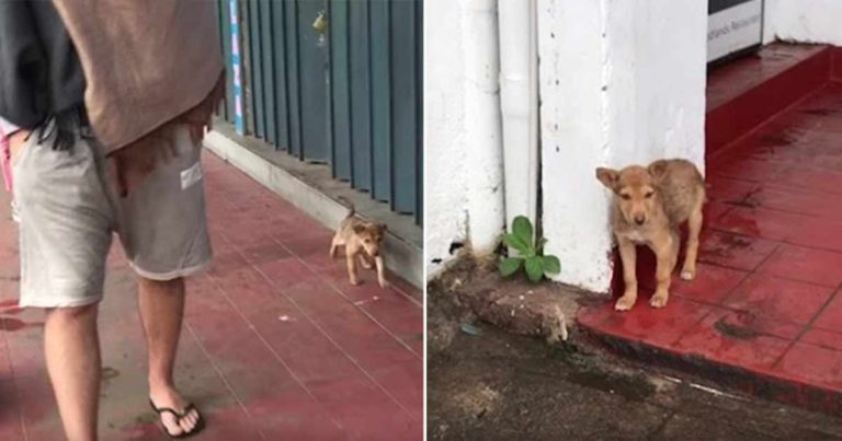 Anak Anjing Jalanan Selalu Mengibaskan Ekornya Setiap Bertemu Orang, Berharap untuk Diadopsi