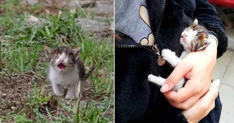 Anak Kucing Liar yang Buta dan Sakit Menangis Minta Tolong Sampai Seseorang Datang untuk Menyelamatkannya