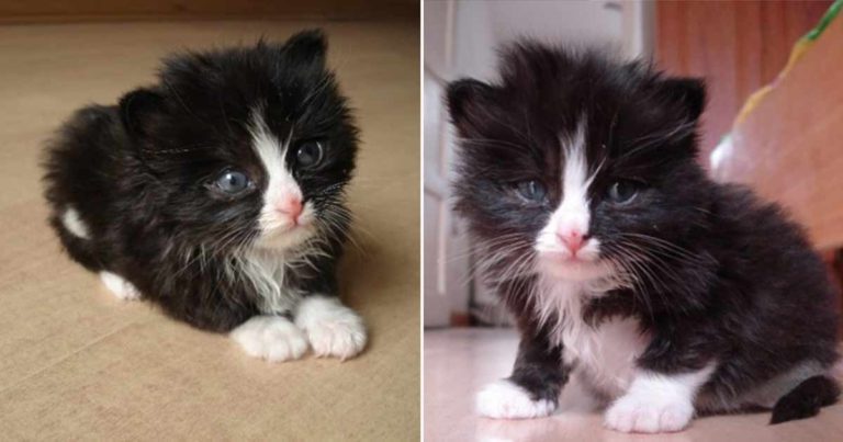 Anak Kucing yang Baru Lahir di Jalan Berpegangan pada Penyelamatnya, Meminta Agar Tidak Ditinggalkan