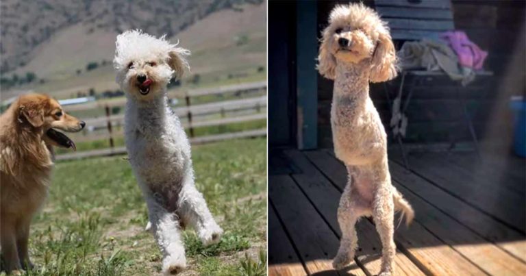 Anjing Berjalan Seperti Kanguru Setelah Diselamatkan oleh Pria yang Baik Hati