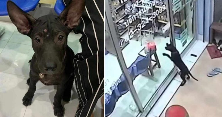 Anjing Mengetuk Kaca Tempat Praktik Dokter Hewan untuk Meminta Bantuan