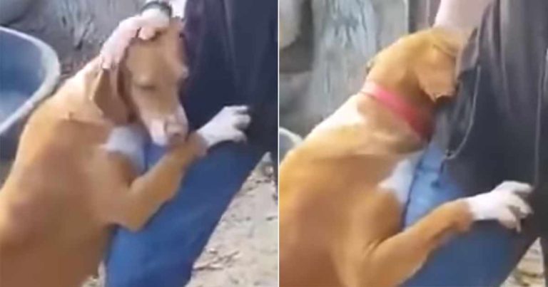 Anjing di Penampungan Memeluk Seorang Reporter, Dia Memutuskan untuk Mengadopsinya
