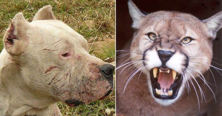 Temui Morocho, Anjing yang Bertempur Melawan Puma untuk Menyelamatkan 2 Gadis Kecil