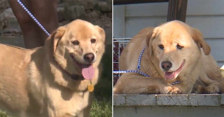 Anjing yang Hilang Berjalan Sejauh Lebih dari Lima Puluh Mil untuk Kembali ke Rumah Lamanya