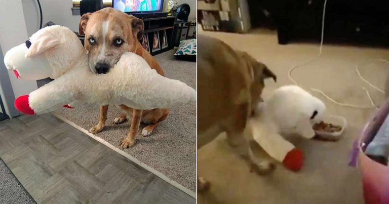 Anjing yang Menggemaskan Ini Selalu Berbagi Makanan dengan Boneka Domba Mainan Favoritnya