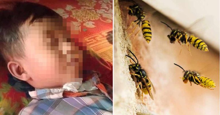 Bocah Laki-laki Berusia 5 Tahun Meninggal dan Neneknya Berjuang untuk Hidup Setelah Mereka Diserang oleh Gerombolan Lebah