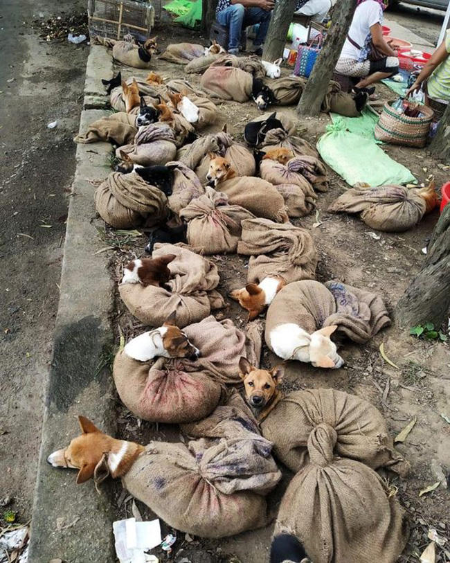 Daging Anjing Dilarang Setelah Gambar Mengerikan Tentang Anak Anjing