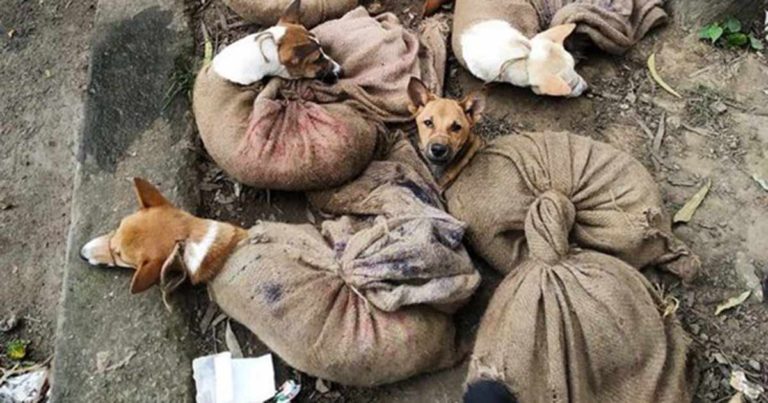 Daging Anjing Dilarang Setelah Gambar Mengerikan Tentang Anak Anjing yang Malang di Pasar Viral