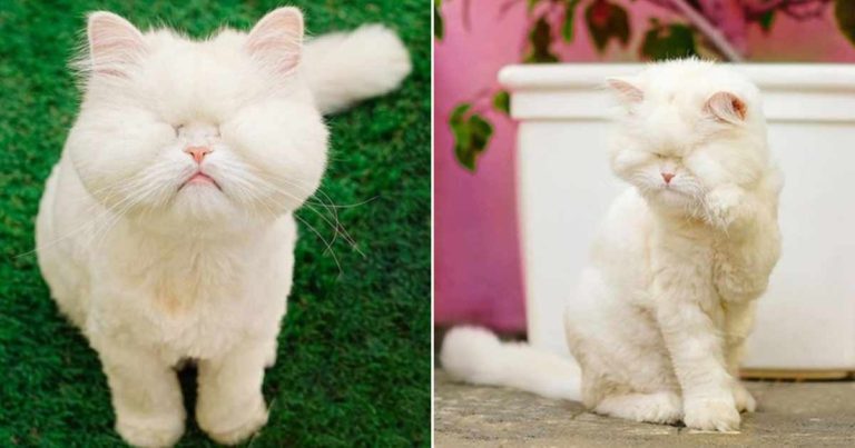 Dia Tumbuh Terkunci dalam Kandang yang Kotor dan Kehilangan Matanya, Dia Akhirnya Menerima Cinta yang Layak