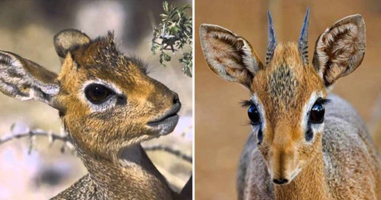 Dik Dik, Hewan Eksotis Menggerakkan Dunia Setelah Terlihat Menangis, Itu Adalah untuk Menandai Tempat Tinggalnya
