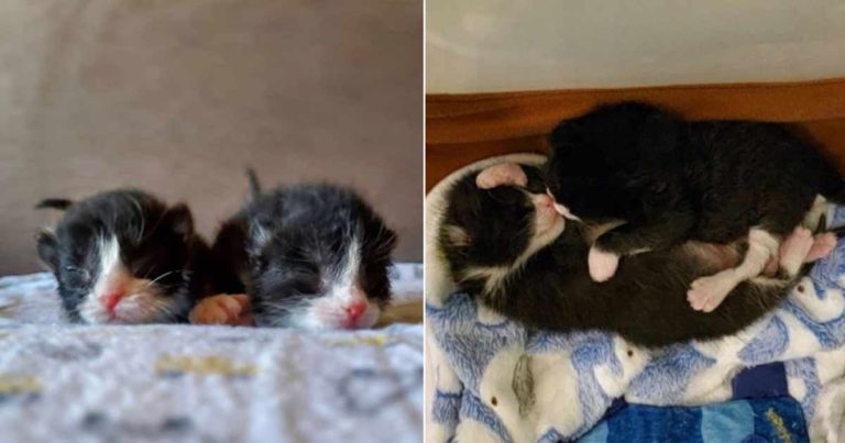 Dua Anak Kucing Diselamatkan Bersama Saat Badai Menolak untuk Berpisah